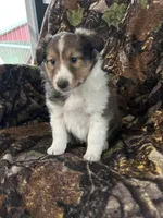 Cody, a male Shetland Sheepdog for sale in Bremen, IN – Photo 4 of 8