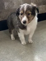 Cody, a male Shetland Sheepdog for sale in Bremen, IN – Photo 3 of 8