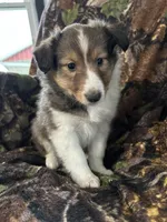 Cody, a male Shetland Sheepdog for sale in Bremen, IN – Photo 5 of 8