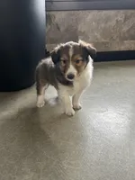 Cody, a male Shetland Sheepdog for sale in Bremen, IN – Photo 8 of 8