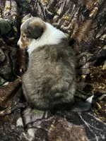 Cody, a male Shetland Sheepdog for sale in Bremen, IN – Photo 7 of 8