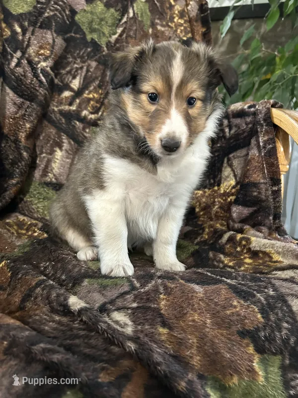 Cody – Shetland Sheepdog puppy for sale in Bremen, IN