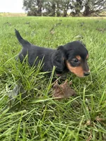 Tracker, a male Miniature Dachshund for sale in Bremen, IN – 9 of 10