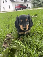 Twyla, a female Miniature Dachshund for sale in Bremen, IN – 3 of 9