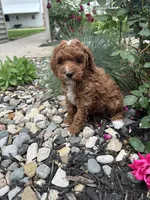 Millie, a female Poodle - Miniature  for sale in Bremen, IN – 7 of 8