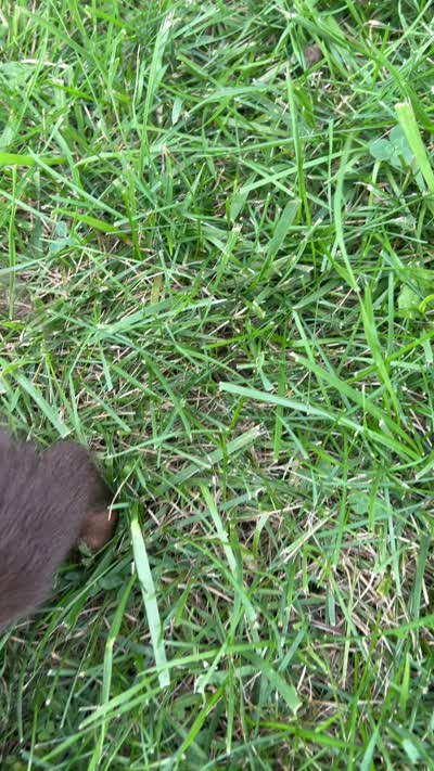 Chase, a male Miniature Dachshund for sale in Bremen, IN – 9 of 9
