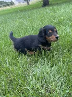 Tracker, a male Miniature Dachshund for sale in Bremen, IN – 5 of 10