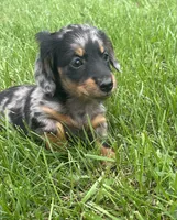 Charlotte , a female Miniature Dachshund for sale in Bremen, IN – 8 of 10