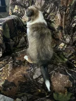 Sage, a female Shetland Sheepdog for sale in Bremen, IN – Photo 10 of 10