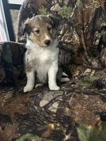 Sage, a female Shetland Sheepdog for sale in Bremen, IN – Photo 5 of 10