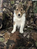 Sage, a female Shetland Sheepdog for sale in Bremen, IN – Photo 3 of 10