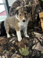 Sage, a female Shetland Sheepdog for sale in Bremen, IN – Photo 4 of 10