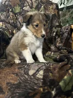 Sage, a female Shetland Sheepdog for sale in Bremen, IN – Photo 6 of 10