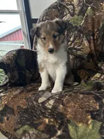 Sage, a female Shetland Sheepdog for sale in Bremen, IN – Photo 7 of 10