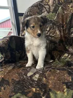 Sage, a female Shetland Sheepdog for sale in Bremen, IN – Photo 8 of 10