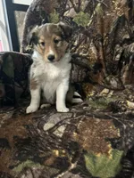 Sage, a female Shetland Sheepdog for sale in Bremen, IN – Photo 9 of 10