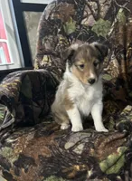 Sage, a female Shetland Sheepdog for sale in Bremen, IN – Photo 2 of 10