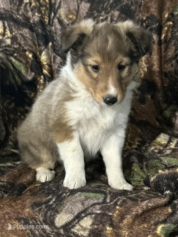 Sage – Shetland Sheepdog puppy for sale in Bremen, IN
