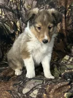 Sage, a female Shetland Sheepdog for sale in Bremen, IN – Photo 1 of 10