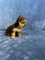 Cooper, a male Yorkshire Terrier for sale in Bremen, IN – Photo 6 of 10