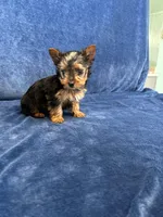 Cooper, a male Yorkshire Terrier for sale in Bremen, IN – Photo 8 of 10