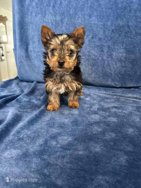 Cooper – Yorkshire Terrier puppy for sale in Bremen, IN
