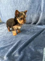 Cooper, a male Yorkshire Terrier for sale in Bremen, IN – Photo 9 of 10
