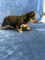 Cooper, a male Yorkshire Terrier for sale in Bremen, IN – Photo 2 of 10