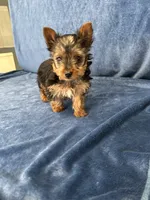 Cooper, a male Yorkshire Terrier for sale in Bremen, IN – Photo 4 of 10