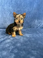 Cooper, a male Yorkshire Terrier for sale in Bremen, IN – Photo 5 of 10