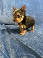 Cooper, a male Yorkshire Terrier for sale in Bremen, IN – Photo 10 of 10