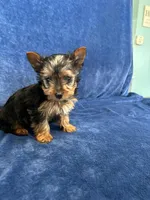 Cooper, a male Yorkshire Terrier for sale in Bremen, IN – Photo 3 of 10