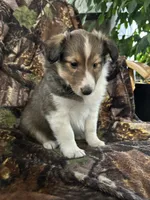 Cody, a male Shetland Sheepdog for sale in Bremen, IN – 3 of 7