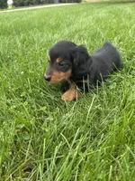 Tracker, a male Miniature Dachshund for sale in Bremen, IN – 3 of 10