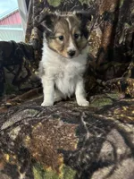 Oakley, a female Shetland Sheepdog for sale in Bremen, IN – Photo 6 of 7