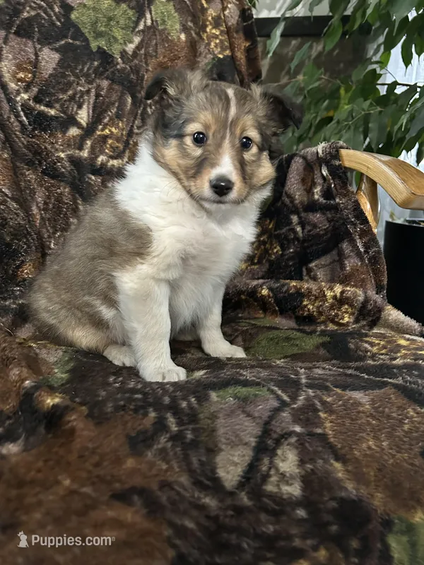 Oakley – Shetland Sheepdog puppy for sale in Bremen, IN