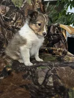 Oakley, a female Shetland Sheepdog for sale in Bremen, IN – Photo 5 of 7