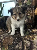 Oakley, a female Shetland Sheepdog for sale in Bremen, IN – Photo 2 of 7