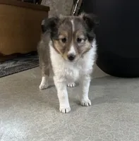 Oakley, a female Shetland Sheepdog for sale in Bremen, IN – Photo 3 of 7