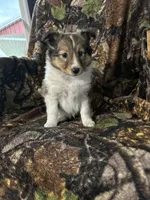 Oakley, a female Shetland Sheepdog for sale in Bremen, IN – Photo 7 of 7