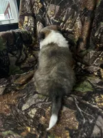 Oakley, a female Shetland Sheepdog for sale in Bremen, IN – Photo 4 of 7