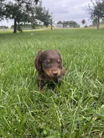Chase, a male Miniature Dachshund for sale in Bremen, IN – 3 of 9