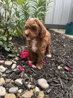 Millie, a female Poodle - Miniature  for sale in Bremen, IN – 4 of 8