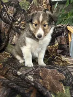 Cody, a male Shetland Sheepdog for sale in Bremen, IN – 2 of 7