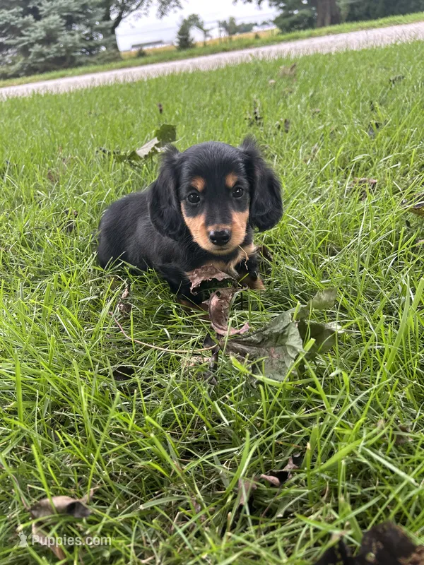 Twyla – Miniature Dachshund puppy for sale in Bremen, IN
