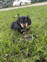 Twyla, a female Miniature Dachshund for sale in Bremen, IN – 1 of 9