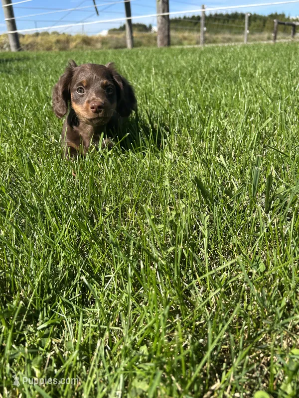 Chase – Miniature Dachshund puppy for sale in Bremen, IN