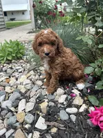 Millie, a female Poodle - Miniature  for sale in Bremen, IN – 2 of 8