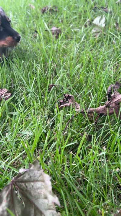 Charlotte , a female Miniature Dachshund for sale in Bremen, IN – 10 of 10