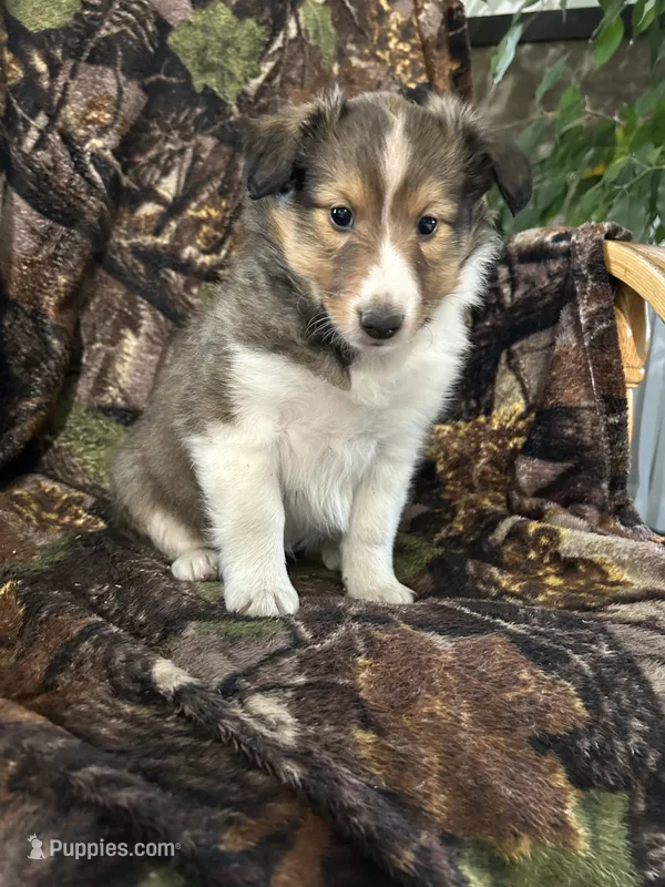 Cody, a male Shetland Sheepdog for sale in Bremen, IN – 1 of 7